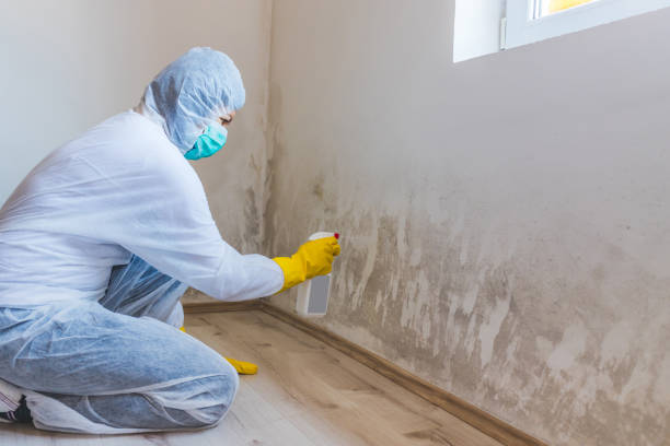 Licensed Mold Testing service in Norwood, NJ - WQB Mold Removal